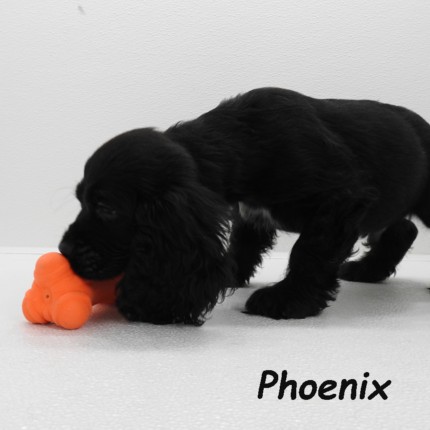puppy, for, sale, Cocker Spaniel, Joe & Cherri  Overlease, dog, breeder, Miller, MO, dog-breeder, puppy-for-sale, forsale, nearby, find, puppyfind, locator, puppylocator, aca